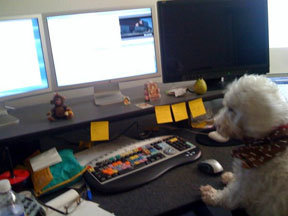 Editor Emily Chiu's dog, Ronnie, for Missing Child